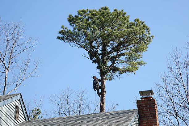 How Our Tree Care Process Works  in  Dana, NC